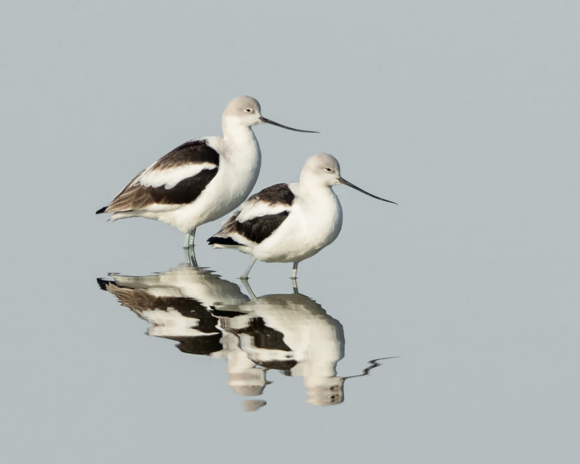 bird of California image 29